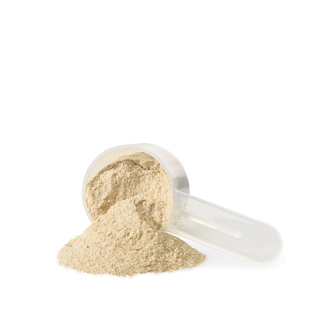 Czerwone kuliste owoce schisandry zwisające z liściastego pnącza w lesie