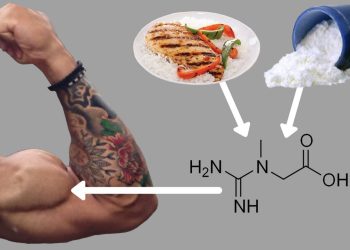 creatine muscle 9f4e2a 1769166580