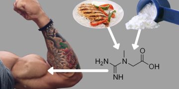 creatine muscle 9f4e2a 1769166580