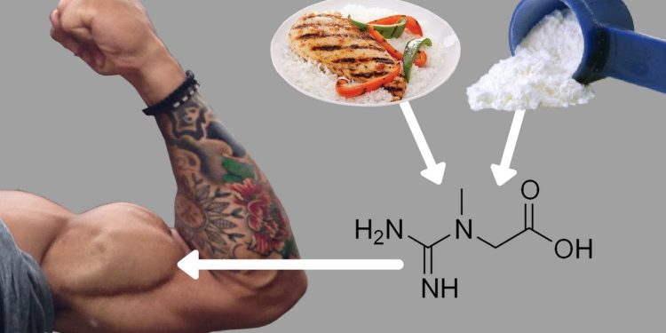 creatine muscle 9f4e2a 1769166580