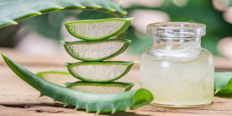 Fresh aloe leaves and aloe gel in the cosmetic jar on wooden table.